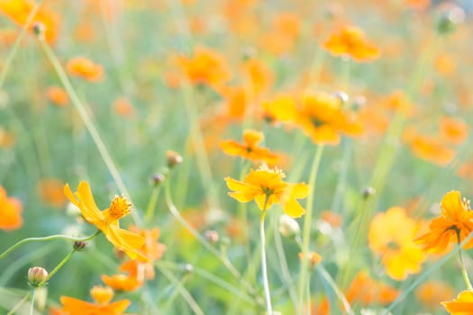 Soft, selective focus of cosmos, blurry flower for background, colorful plants 
