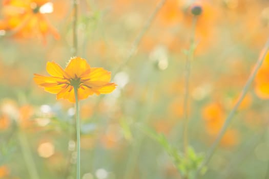 Soft, selective focus of cosmos, blurry flower for background, colorful plants 
