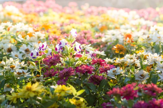 Soft, selective focus of zinnia, blurry flower for background, colorful plants 
