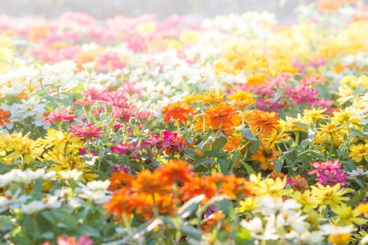 Soft, selective focus of zinnia, blurry flower for background, colorful plants 
