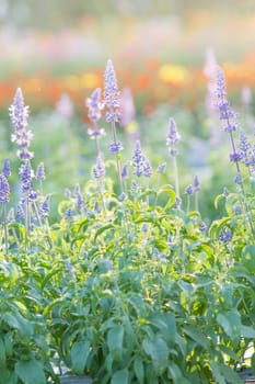 Soft, selective focus of blue salvia, blurry flower for background, colorful plants 
