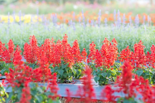 Soft, selective focus of red salvia, blurry flower for background, colorful plants 
