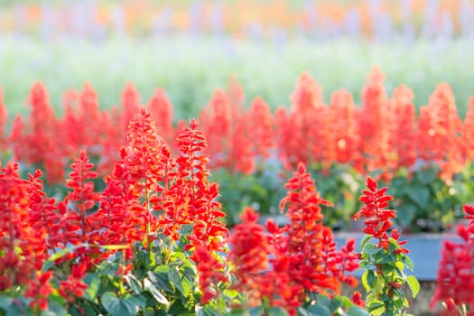 Soft, selective focus of red salvia, blurry flower for background, colorful plants 
