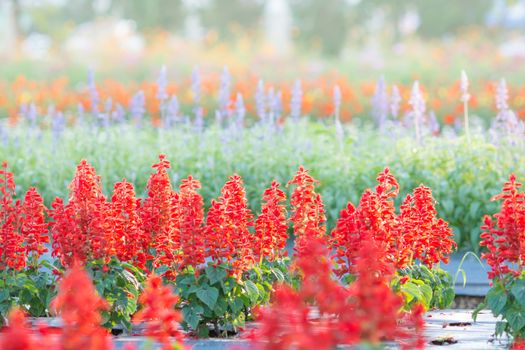 Soft, selective focus of red salvia, blurry flower for background, colorful plants 
