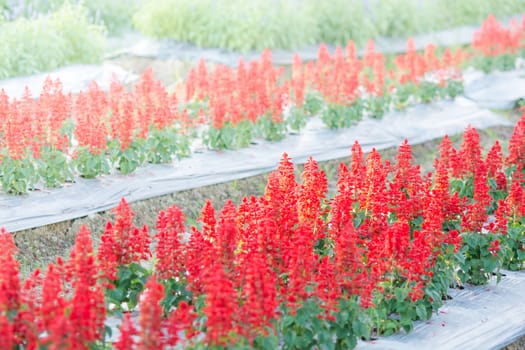 Soft, selective focus of red salvia, blurry flower for background, colorful plants 
