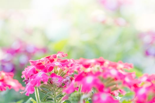 Soft, selective focus of flower, blurry flower for background, colorful plants 
