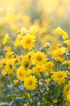 Yellow chrysanthemum flowers, chrysanthemum in the garden. Blurry flower for background, colorful plants
