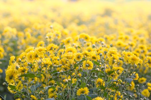 Yellow chrysanthemum flowers, chrysanthemum in the garden. Blurry flower for background, colorful plants
