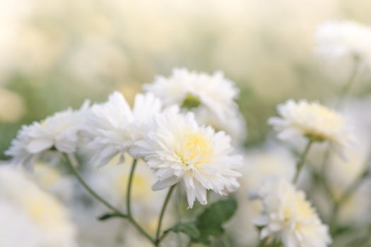 white chrysanthemum flowers, chrysanthemum in the garden. Blurry flower for background, colorful plants
