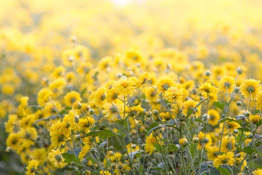 Yellow chrysanthemum flowers, chrysanthemum in the garden. Blurry flower for background, colorful plants
