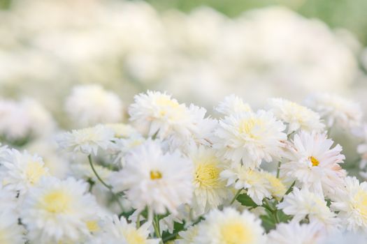 white chrysanthemum flowers, chrysanthemum in the garden. Blurry flower for background, colorful plants
