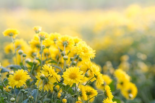 Yellow chrysanthemum flowers, chrysanthemum in the garden. Blurry flower for background, colorful plants
