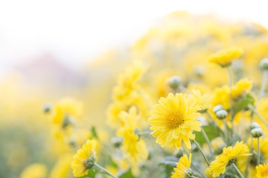 Yellow chrysanthemum flowers, chrysanthemum in the garden. Blurry flower for background, colorful plants
