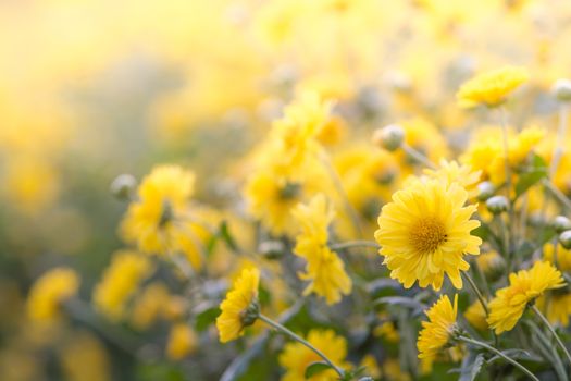 Yellow chrysanthemum flowers, chrysanthemum in the garden. Blurry flower for background, colorful plants
