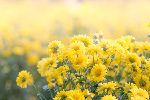 Yellow chrysanthemum flowers, chrysanthemum in the garden. Blurry flower for background, colorful plants
