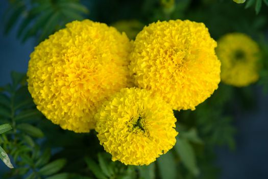 Yellow Marigolds flower fields, selective focus