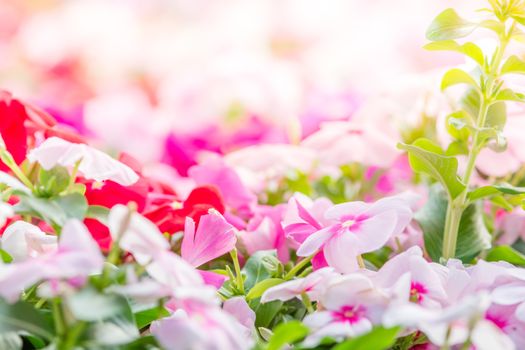 Vinca rosea flowers blossom in the garden, foliage variety of colors flowers, selective focus