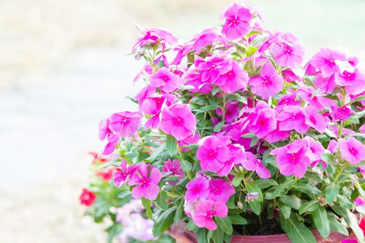 Vinca rosea flowers blossom in the garden, foliage variety of colors flowers, selective focus