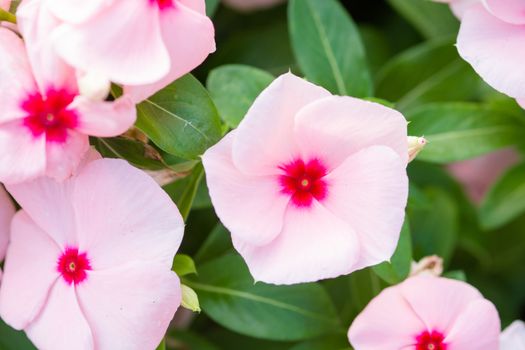 Vinca rosea flowers blossom in the garden, foliage variety of colors flowers, selective focus