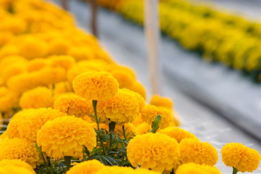 Orange Marigolds flower fields, selective focus