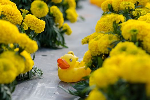 Yellow Marigolds flower fields and yellow duck, selective focus