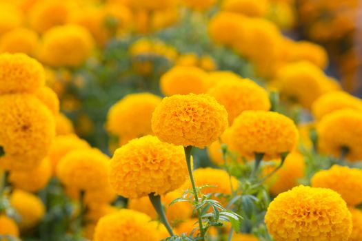 Orange Marigolds flower fields, selective focus