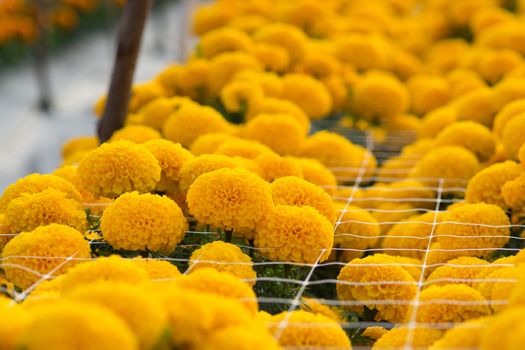 Orange Marigolds flower fields, selective focus