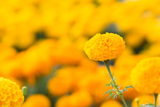 Orange Marigolds flower fields, selective focus