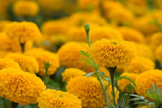 Orange Marigolds flower fields, selective focus