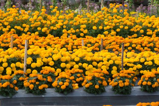 Orange and Yellow Marigolds flower fields, selective focus