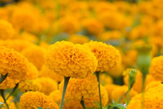 Orange Marigolds flower fields, selective focus