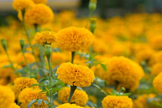 Orange Marigolds flower fields, selective focus