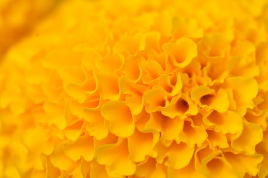 Orange Marigolds flower fields, selective focus