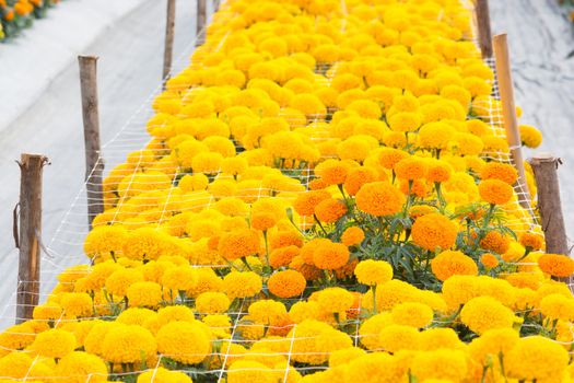 Orange Marigolds flower fields, selective focus