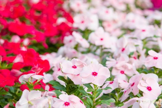 Vinca rosea flowers blossom in the garden, foliage variety of colors flowers, selective focus