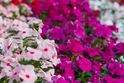 Vinca rosea flowers blossom in the garden, foliage variety of colors flowers, selective focus