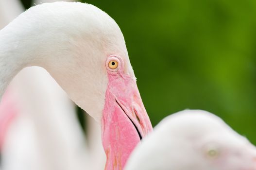 Pink Flamingo-close up, it has a beautiful coloring of feathers. Greater flamingo, Phoenicopterus roseus
