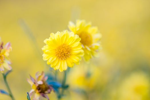 Yellow chrysanthemum flowers, chrysanthemum in the garden. Blurry flower for background, colorful plants
