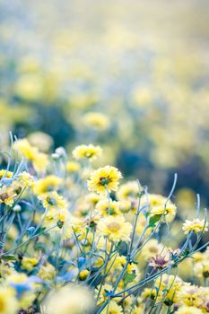 Yellow chrysanthemum flowers, chrysanthemum in the garden. Blurry flower for background, colorful plants
