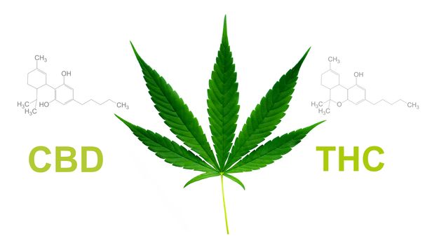 marijuana leaf with cbd thc chemical structure