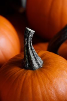 Many orange pumpkins background , Halloween holiday concept