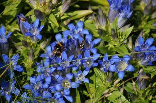 Bumblebee and Syrphinae on a flower