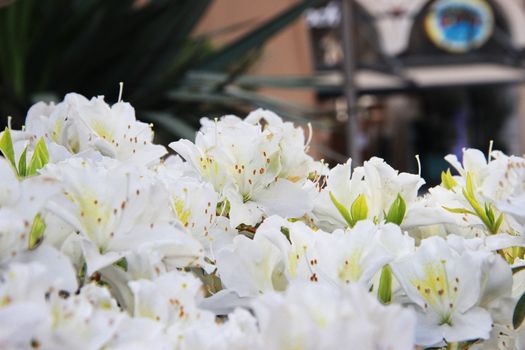 White rhododendron blooms in spring in Batumi, Georgia