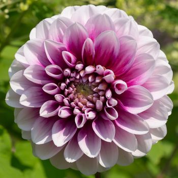 Dahlia (Dahlia), flowers of summer