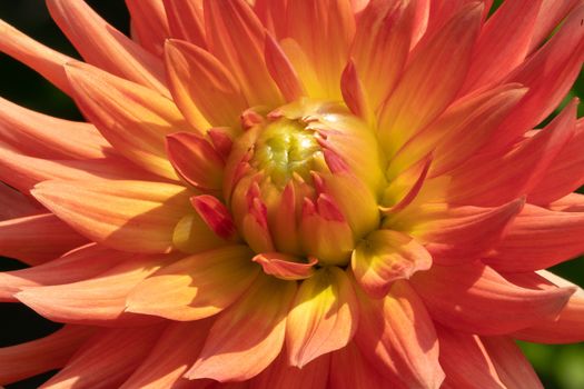 Dahlia (Dahlia), flowers of summer