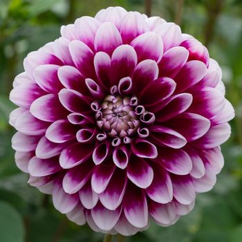 Dahlia (Dahlia), flowers of summer