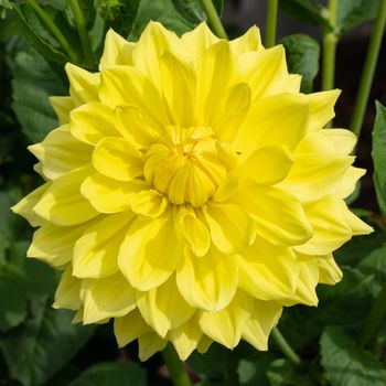 Dahlia (Dahlia), flowers of summer