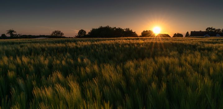 Panoramic image of a corn field during sundow at the golden hour, Germany