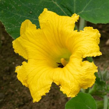 Blossom of pumpkin plant (Cucurbita maxima)