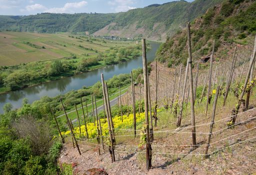 Panoramic image of the Moselle river loop close to Bremm, Germany